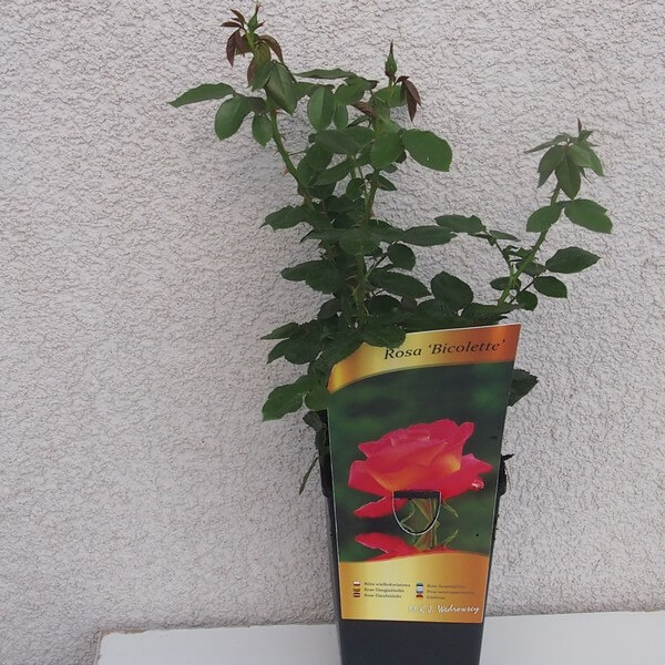Róża wielkokwiatowa 'Bicolette' poj, 2l - obrazek 6