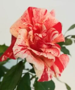 Róża rabatowa 'Hanky Panky' poj, 2l - obrazek 3