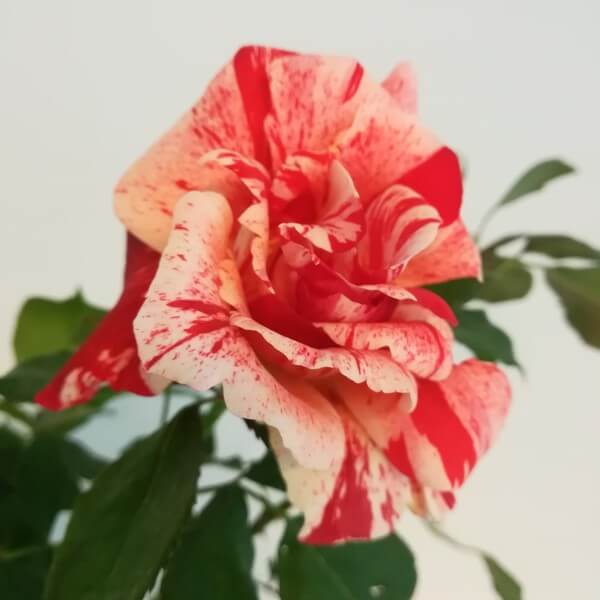 Róża rabatowa 'Hanky Panky' poj, 2l - obrazek 3
