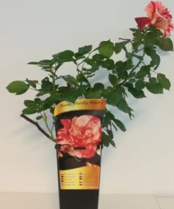 Róża rabatowa 'Hanky Panky' poj, 2l - obrazek 5