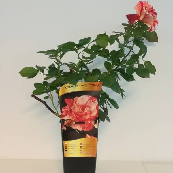 Róża rabatowa 'Hanky Panky' poj, 2l - obrazek 5
