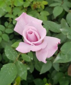 Alternative view of Róża Pnąca 'Indigoletta' poj, 2l