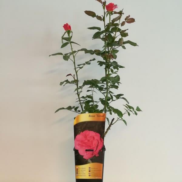 Róża rabatowa 'Tanal' poj, 2l - obrazek 5