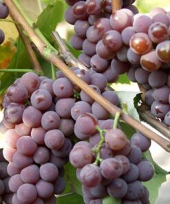 Winorośl Cabernet Franc P9/C1