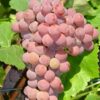 Winorośl Einset Seedless BEZNASIENNA P9/C1