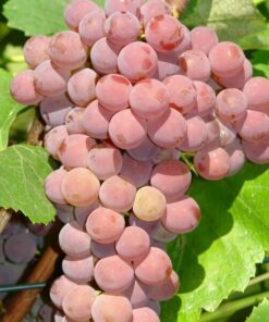 Winorośl Einset Seedless BEZNASIENNA P9/C1