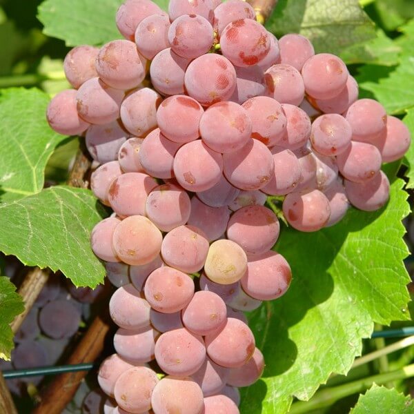 Winorośl Einset Seedless BEZNASIENNA P9/C1