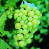 Winorośl Pinot Blanc P9/C1