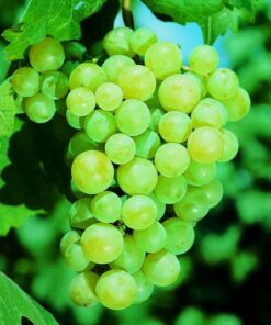 Winorośl Pinot Blanc P9/C1