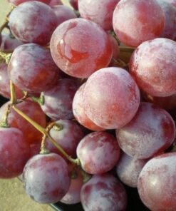 Winorośl Swenson Red MROZOODPORNA poj, 2L