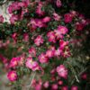 Róża okrywowa 'Pink the Fairy' poj, 2l