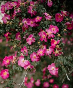 Róża okrywowa 'Pink the Fairy' poj, 2l