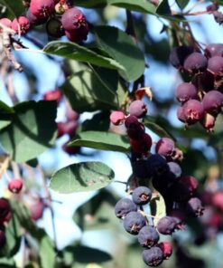 Alternative view of Świdośliwa (Amelanchier lamarckii) poj, 2L