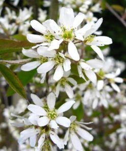 Świdośliwa (Amelanchier lamarckii) poj, 2L - obrazek 4
