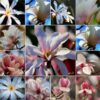 Zestaw 5 szt, Mix Magnolii nieoznaczonych P9/C1