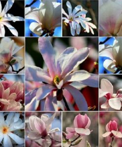 Zestaw 5 szt, Mix Magnolii nieoznaczonych P9/C1
