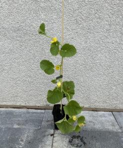 Alternative view of Melon 'Złocisty' P9/C1