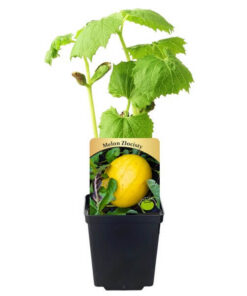 Melon 'Złocisty' P9/C1 - obrazek 6