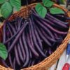 Fasolka szparagowa 'Purple Teepee' P9/C1