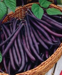 Fasolka szparagowa 'Purple Teepee' P9/C1