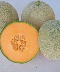 Melon 'Seledyn' P9/C1 - obrazek 4