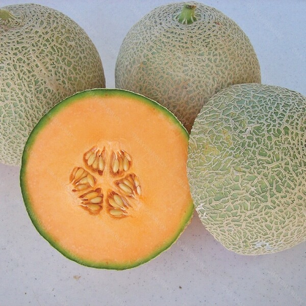 Melon 'Seledyn' P9/C1 - obrazek 4