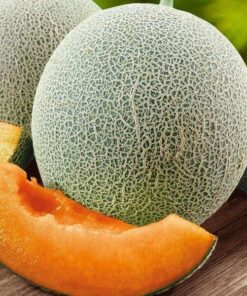 Melon 'Seledyn' P9/C1 - obrazek 3