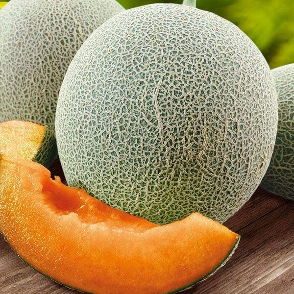 Melon 'Seledyn' P9/C1 - obrazek 3
