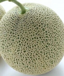 Melon 'Seledyn' P9/C1 - obrazek 5