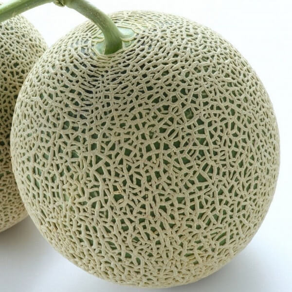 Melon 'Seledyn' P9/C1 - obrazek 5