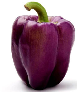 Papryka 'Purpurowa' P9/C1 - obrazek 3
