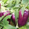 Papryka 'Purpurowa' P9/C1