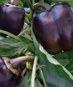 Alternative view of Papryka 'Purpurowa' P9/C1