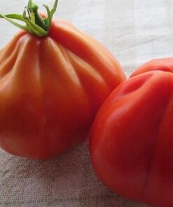 Alternative view of Pomidor 'Red Pear' P9/C1