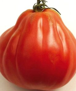 Pomidor 'Red Pear' P9/C1