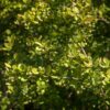 Berberys 'Green Way' P9/C1