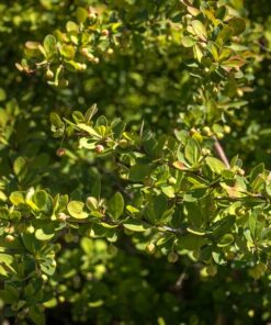 Berberys 'Green Way' poj, 2L
