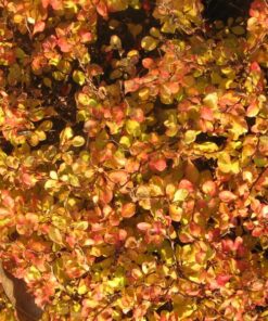 Alternative view of Berberys 'Green Way' poj, 2L