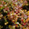 Berberys Thunberga 'Dart's Red Lady' poj, 2L