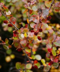 Berberys Thunberga 'Dart's Red Lady' poj, 2L