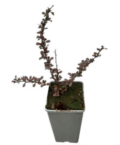 Berberys Thunberga 'Dart's Red Lady' poj, 2L - obrazek 4