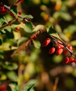 Alternative view of Berberys Thunberga 'Dart's Red Lady' poj, 2L