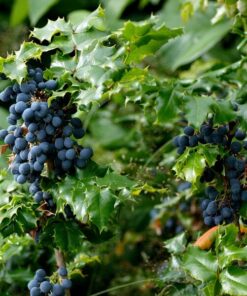 Alternative view of Mahonia poj, 2L