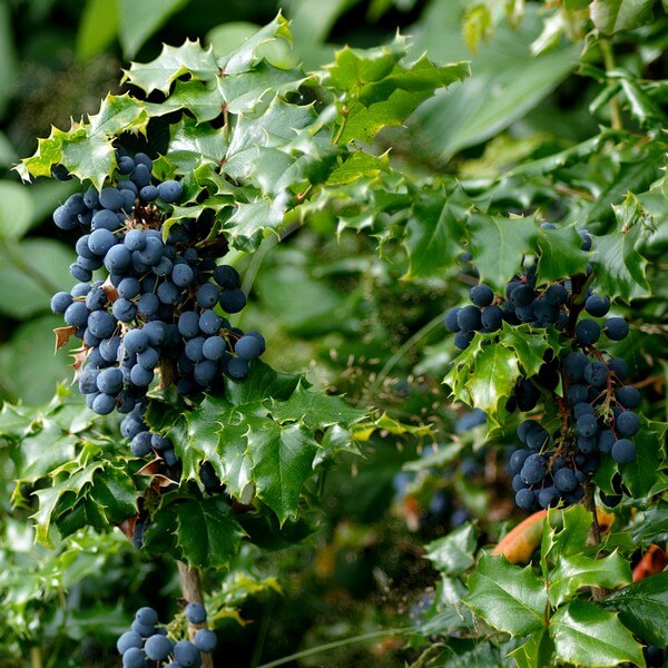 Mahonia poj, 2L - obrazek 2