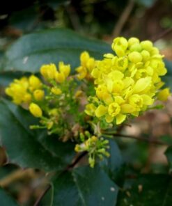 Mahonia poj, 2L