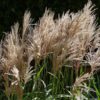 Miskant chiński 'Maleparthus' poj, 2L