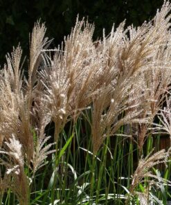 Miskant chiński 'Maleparthus' poj, 2L