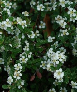 Alternative view of Irga Szwedzka 'Coral Beauty' poj, 2L