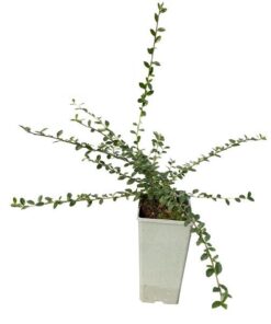 Irga Szwedzka 'Coral Beauty' poj, 2L - obrazek 4
