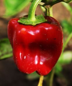 Papryka